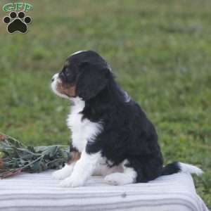 Haven, Cavapoo Puppy